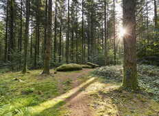 menhirs-foret-camors_1224x816