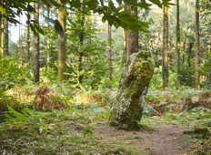 menhir-dresse-foret-camors_1656x1104