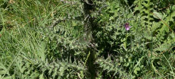 Sortie nature - A la découverte des délicieuses plantes sauvages hivernales