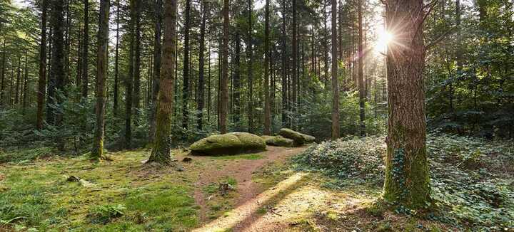 Visite guidée en forêt de Camors