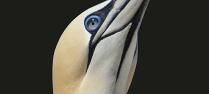 Exhibition on Gannets