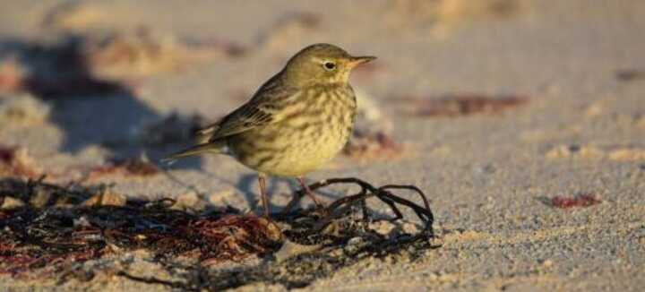 Birdwatching and other natural attractions in Quiberon Bay