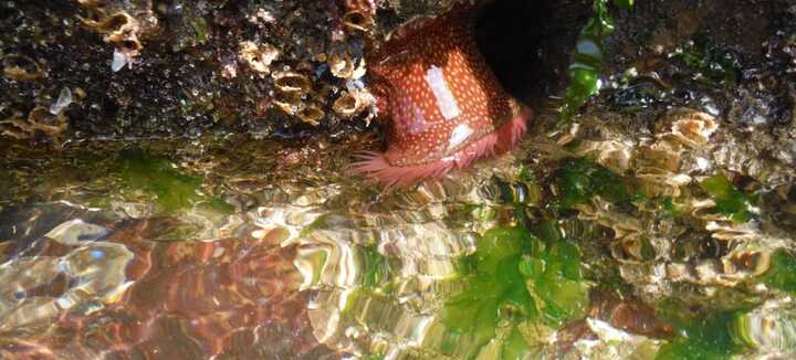Discover the Treasures of the Ocean at low tide