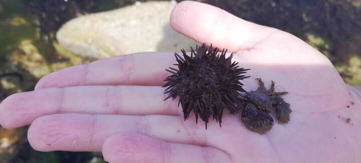 Découverte de l'estran et de la pêche à pied