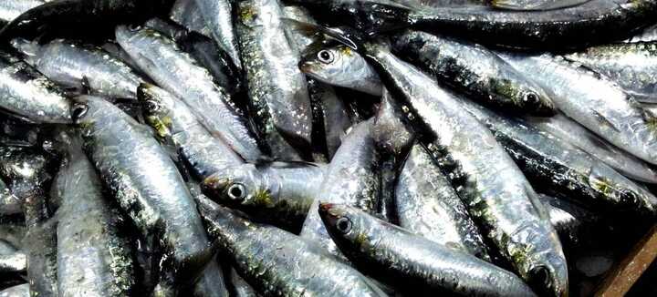 Fête de la Sardine