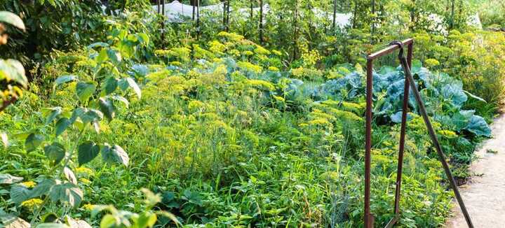 Créer un jardin nourricier