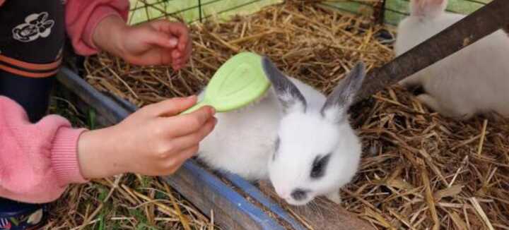 Atelier apprentis soigneurs