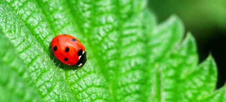 Les alternatives aux pesticides pour le jardin