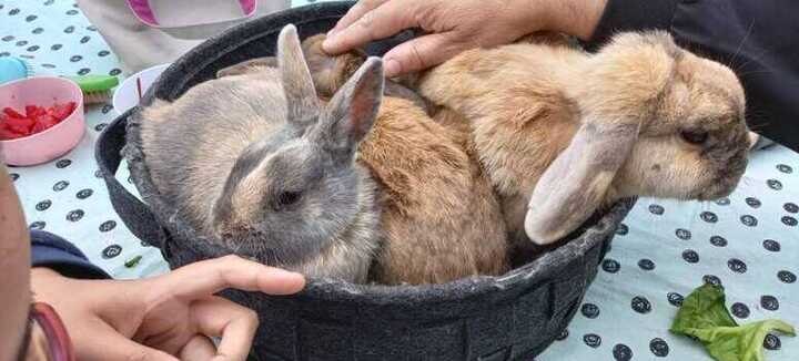 Visite guidée de la ferme spéciale Pâques