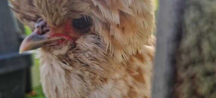 Visite guidée de la ferme spéciale Pâques