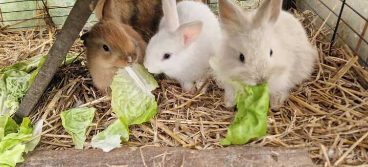 Atelier bébé fermier