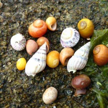 1306-npt-chausey-037-cd-80081-nasse-gibule-murex