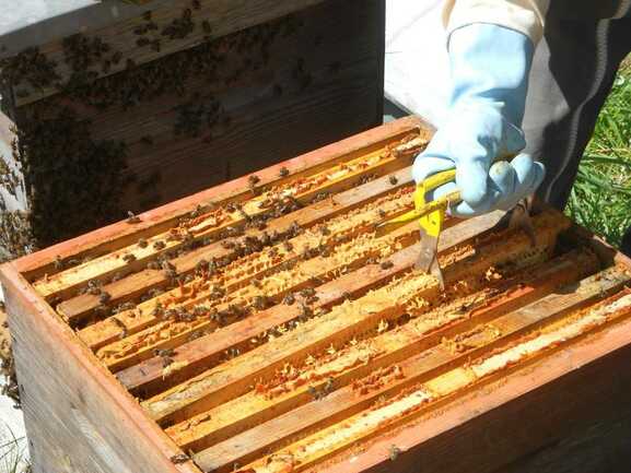 Fête des abeilles et des animaux de la ferme.