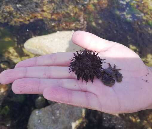 trésor de l'estran 2