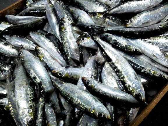 sardines-2289503_1920
