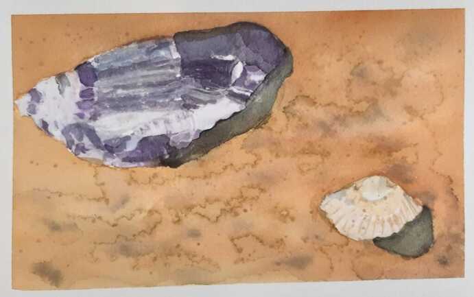 Coquillage aquarelle