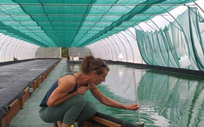 Production de spiruline sous serre à Locoal Mendon