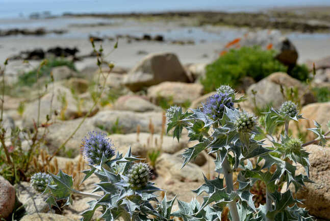 balade découverte des plantes sauvages du littoral avec Incroyables Chemins