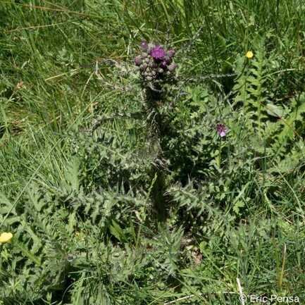 Le Cirse des marais Cirsium palustre