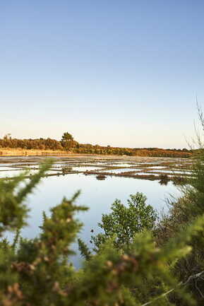 Marais de la Trinité sur Mer