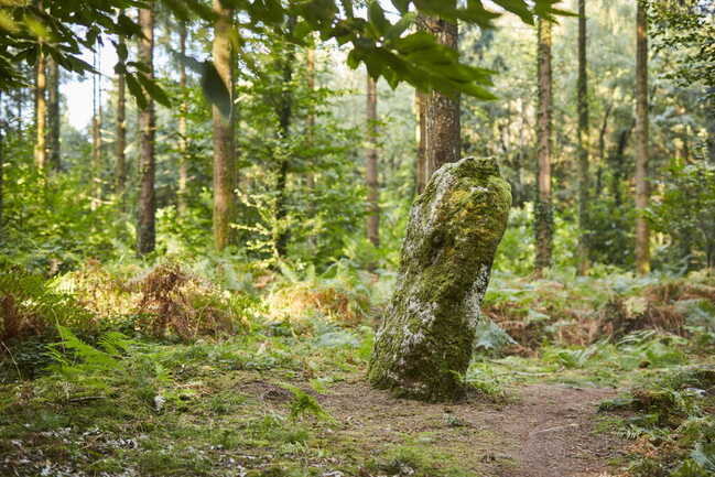 menhir-dresse-foret-camors_1656x1104