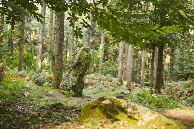 menhir-foret-arbres-camors_1656x1104