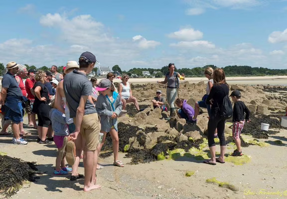 guide-nature-melanie-chouan-trinite-sur-mer-morbihan-bretagne-sud