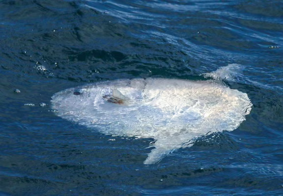 faune-ocean-locmariaquer-morbihan-bretagne-sud
