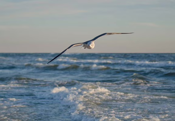 Observation d'oiseaux marins