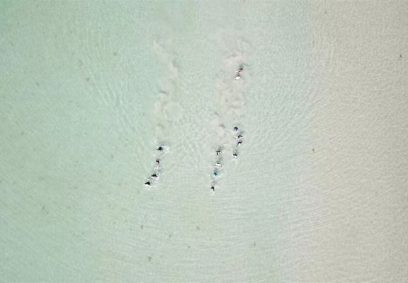 VITAL OCEAN