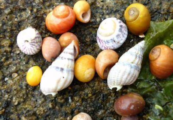 sortie_estran_pêche_à_pied_Trinité-sur-Mer