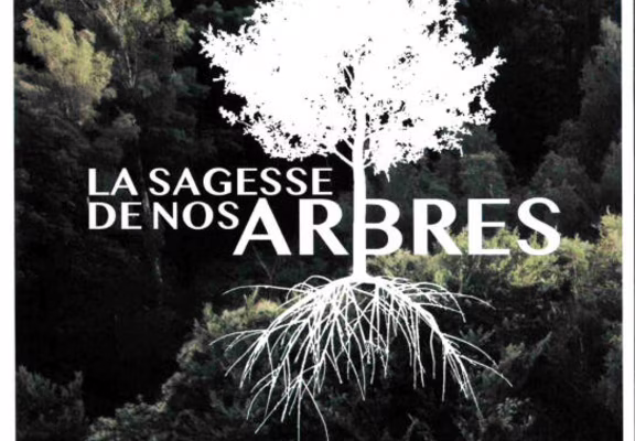 Projection en plein air: La sagesse de nos arbres