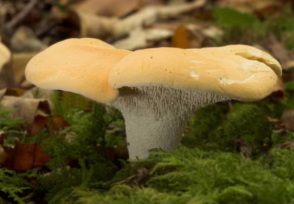 Sortie découverte des champignons