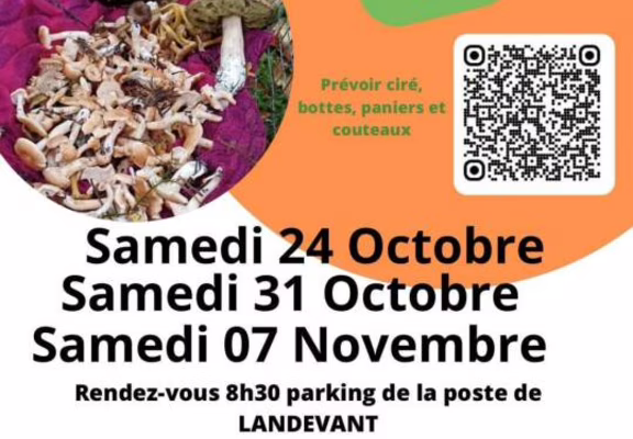 Balade champignons