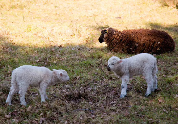 Vue-moutons-Petit-train-touristique-Carnac-Morbihan-Bretagne-Sud