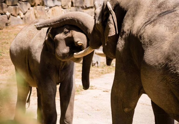 Elephant d_Asie