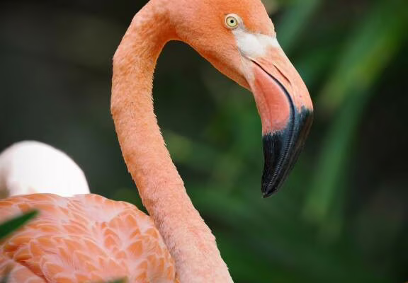Flamant_Crédit 