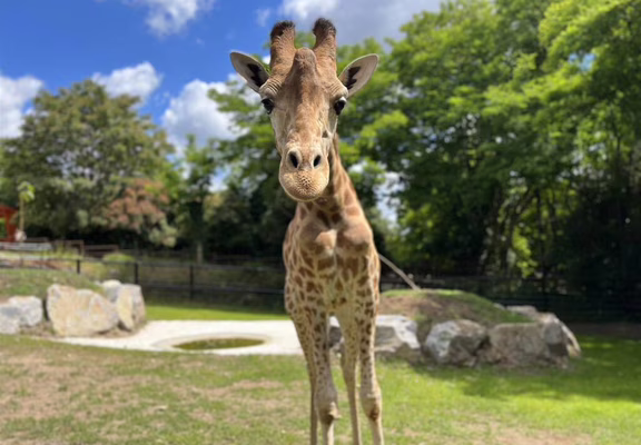 Girafe