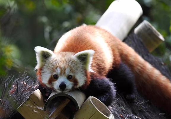 Panda roux