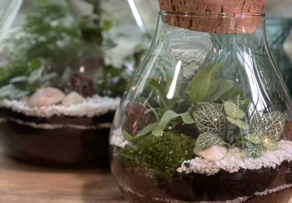 AURAY OXALIS-BOUTIK TERRARIUM