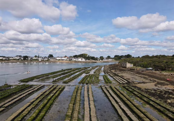 Larmor Ostrea