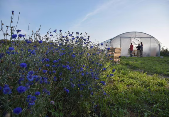 Notre serre à plant