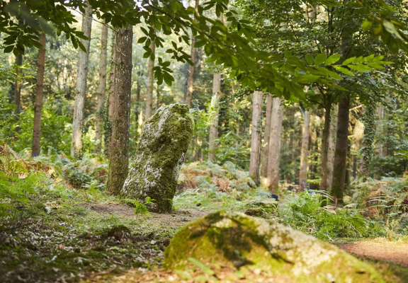 menhir-foret-arbres-camors_1656x1104