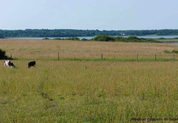 Réserve-naturelle-Séné-Golfe-du-Morbihan-Bretagne sud