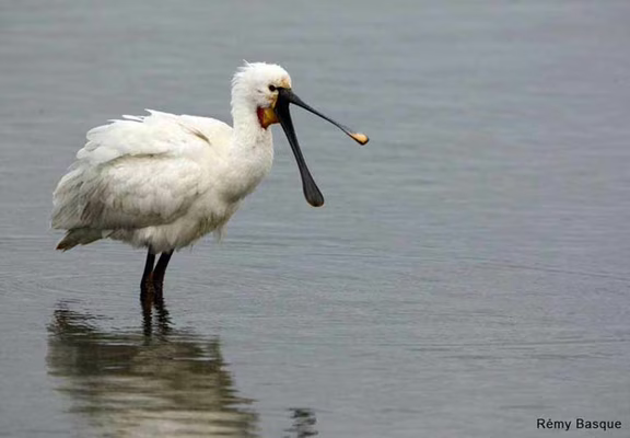 Réserve-naturelle-Séné-Golfe-du-Morbihan-Bretagne sud